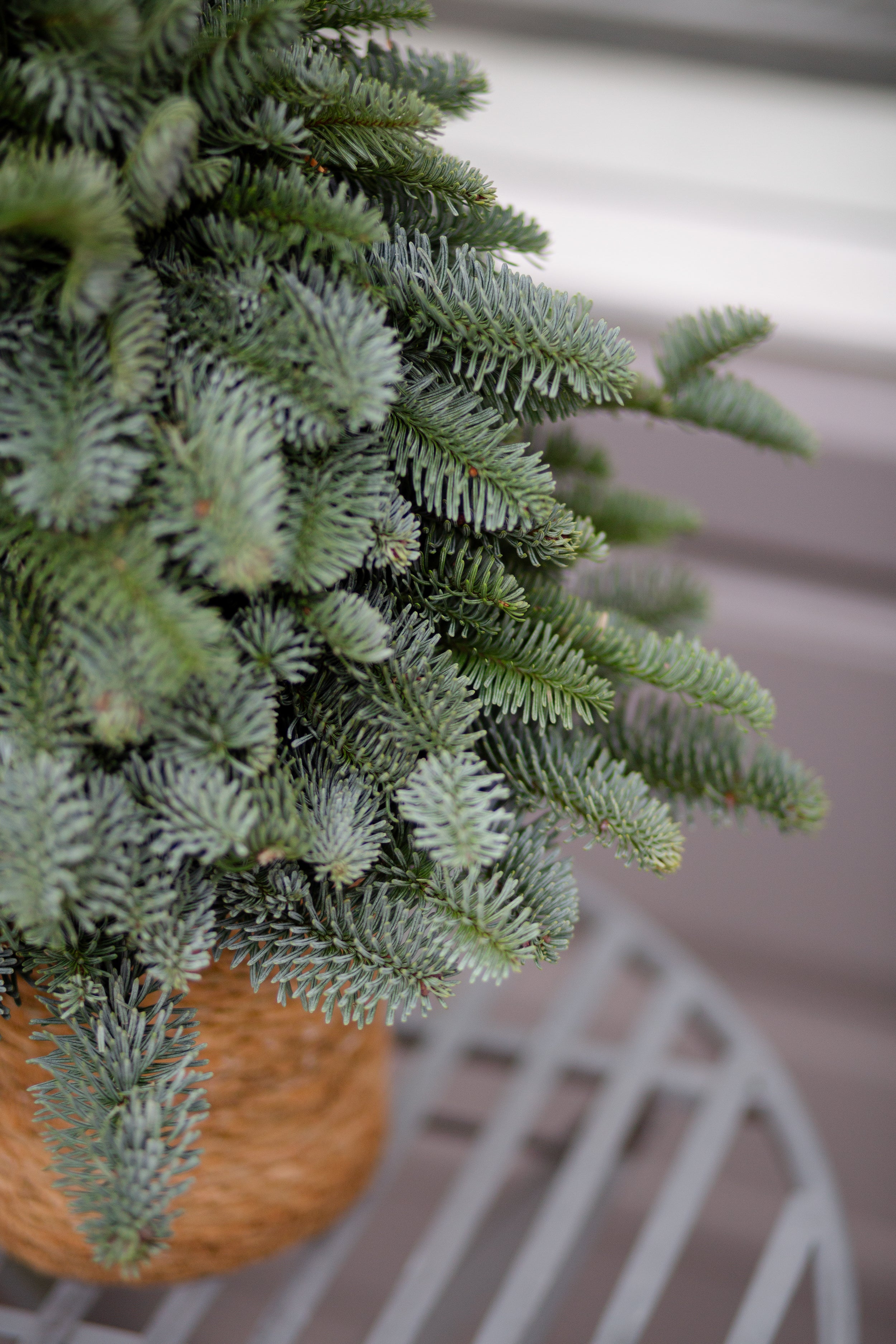 Weihnachtsbaum ohne Deko