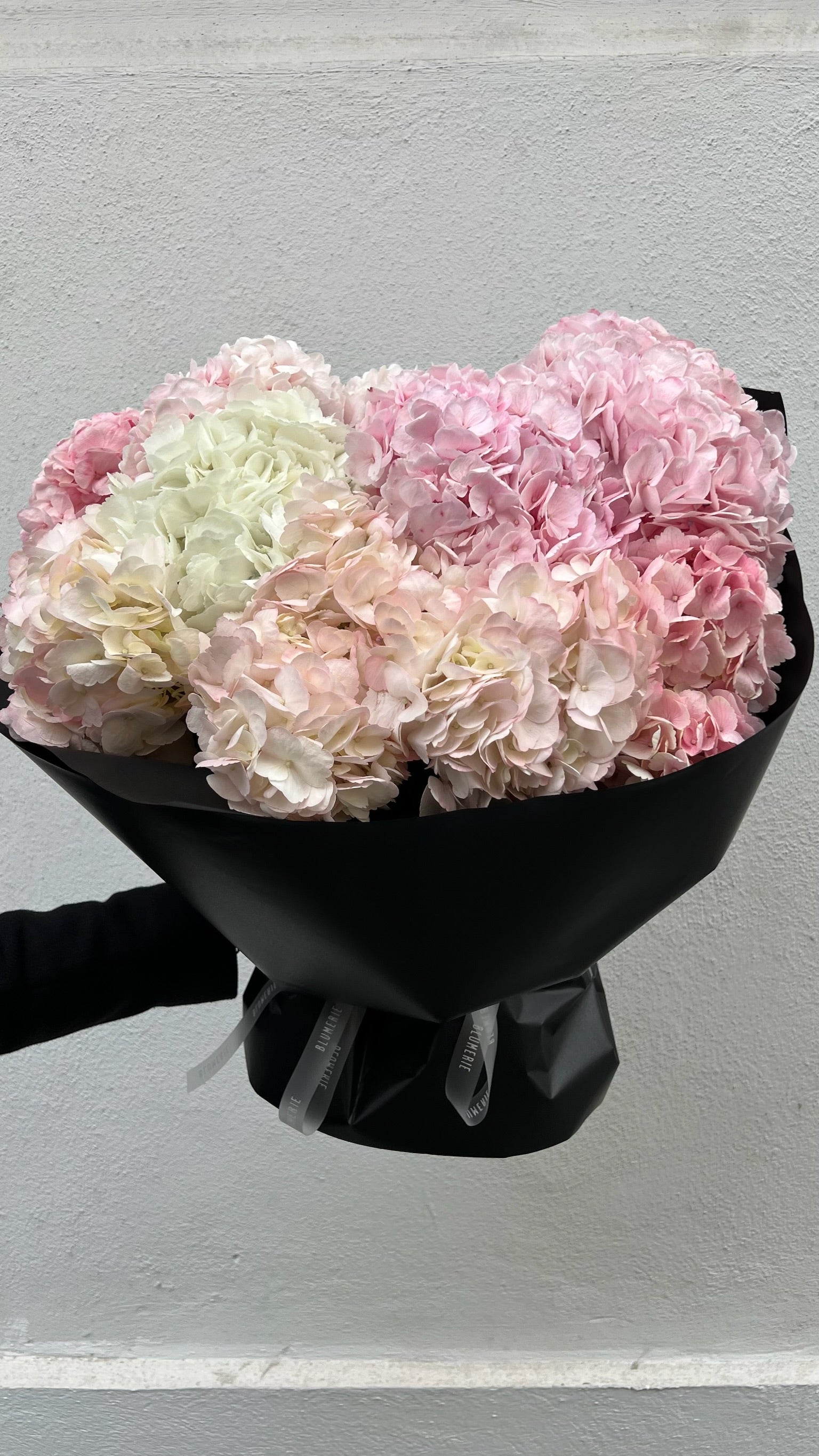 Soft hydrangea